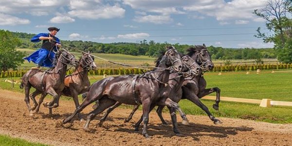Various Forms of Thoroughbred Horse Racing